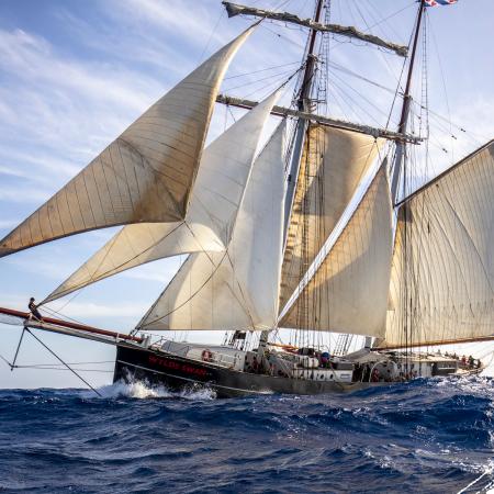 Wylde Swan